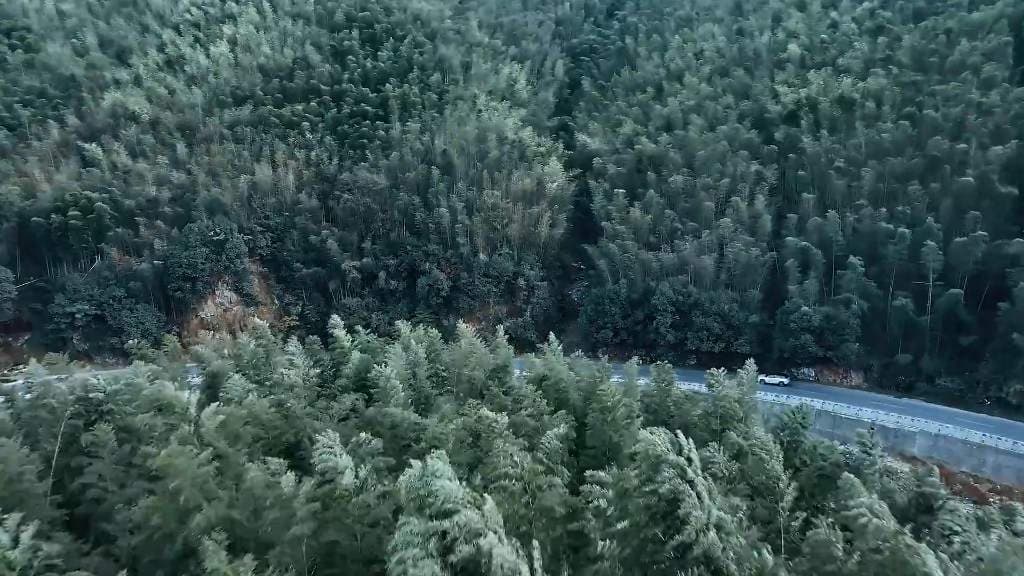 Jaecoo J7 on a forest road
